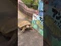 市川動植物園でスルカタリクガメのお散歩。ちょっとしたハプニングがあったので、再投稿しました。Sulcata tortoise walk at Ichikawa Zoo. Reposted.