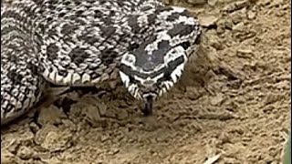Swift Snake 🐍 