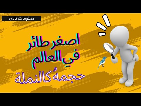 أصغر طائر يتواجد على سطح الأرض