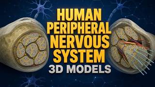 Inside a Peripheral Nerve: Fiber-Optic Wiring of the Body