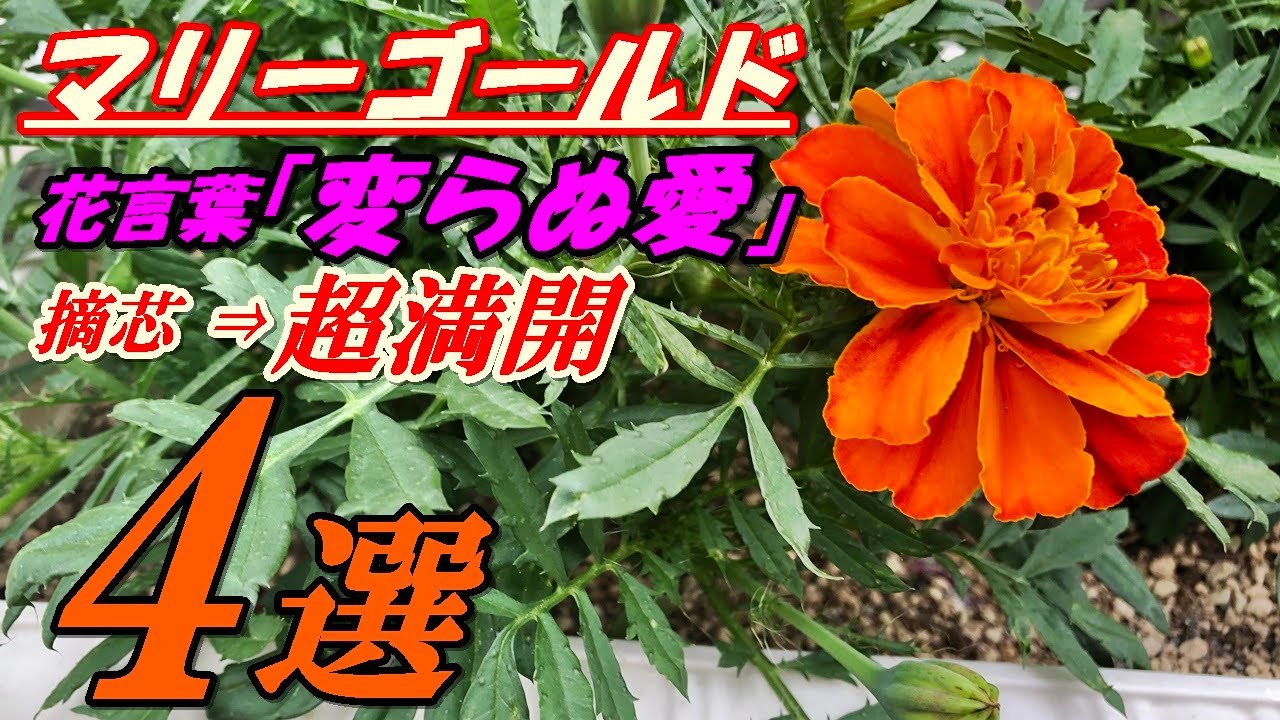 花 マリーゴールドの育て方 摘芯 Youtube
