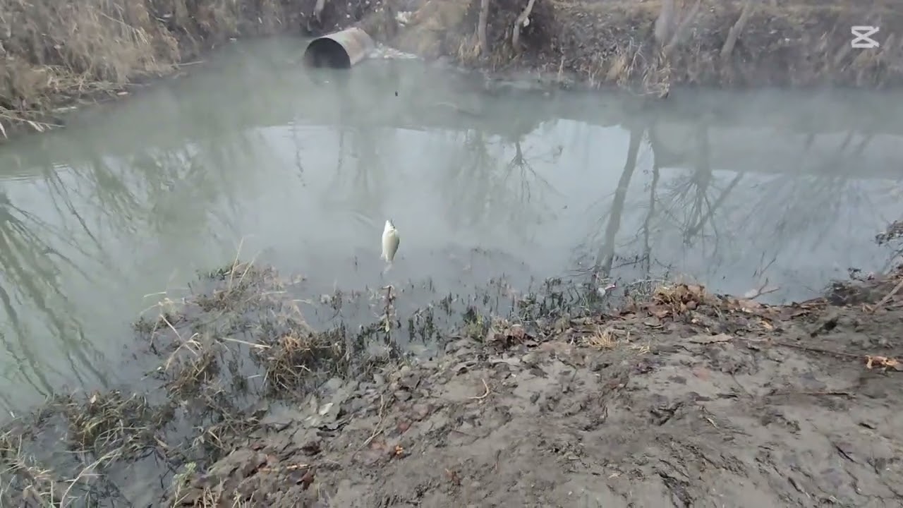 28 dekabr baliq ovi zor boldi  |  Our fishing finished absolutely amazing🎣🦈👍🏻😱#fishing #балык #fish 