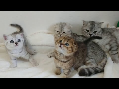 Video: Ինչպես կերակրել Scottish Fold- ին