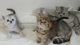 Dad cat mom cat and kids kittens Video kittens Scottish Fold and Scottish Straight