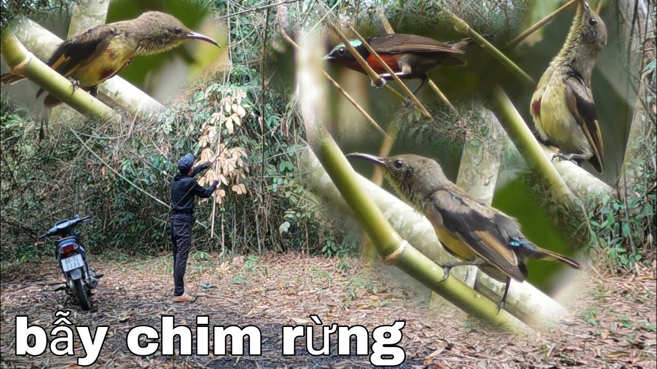 Hành Trình Bẫy Chim Tập 1 | Khu Vực Rừng Phú An, Đồng Nai