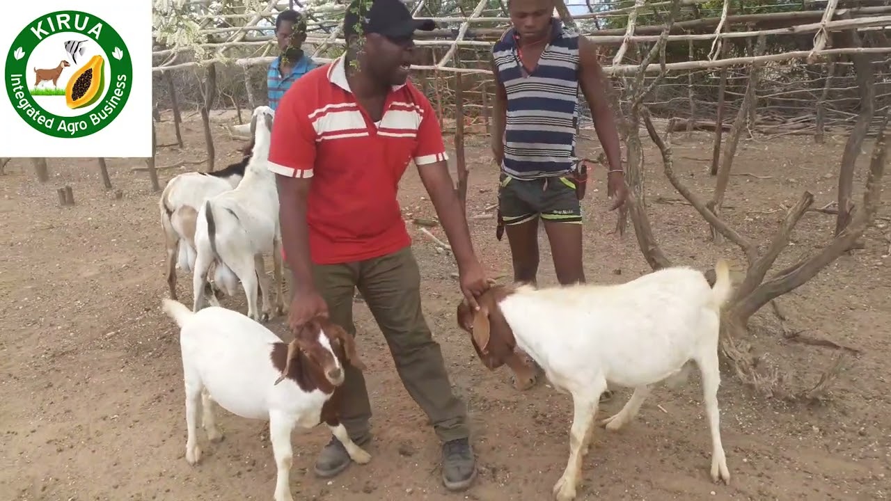 MBEGU BORA YA MBUZI-UFUGAJI WA MBUZI TANZANIA(IMROVING GENETICS IN GOAT FARMING)