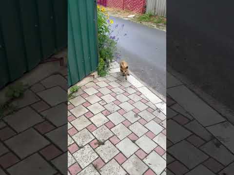 Домой то бежит #животные #лесной #кабан #animals #hunting #собака #labrador #fishing