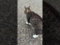 靴下猫ちゃんと黒猫ちゃんに遭遇😸靴下猫ちゃんはすりすり甘えまくり😸🐈#shorts