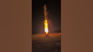 6" Inch Brocade Crown w/white strobe pistil #6" 寸 锦冠带白闪蕊