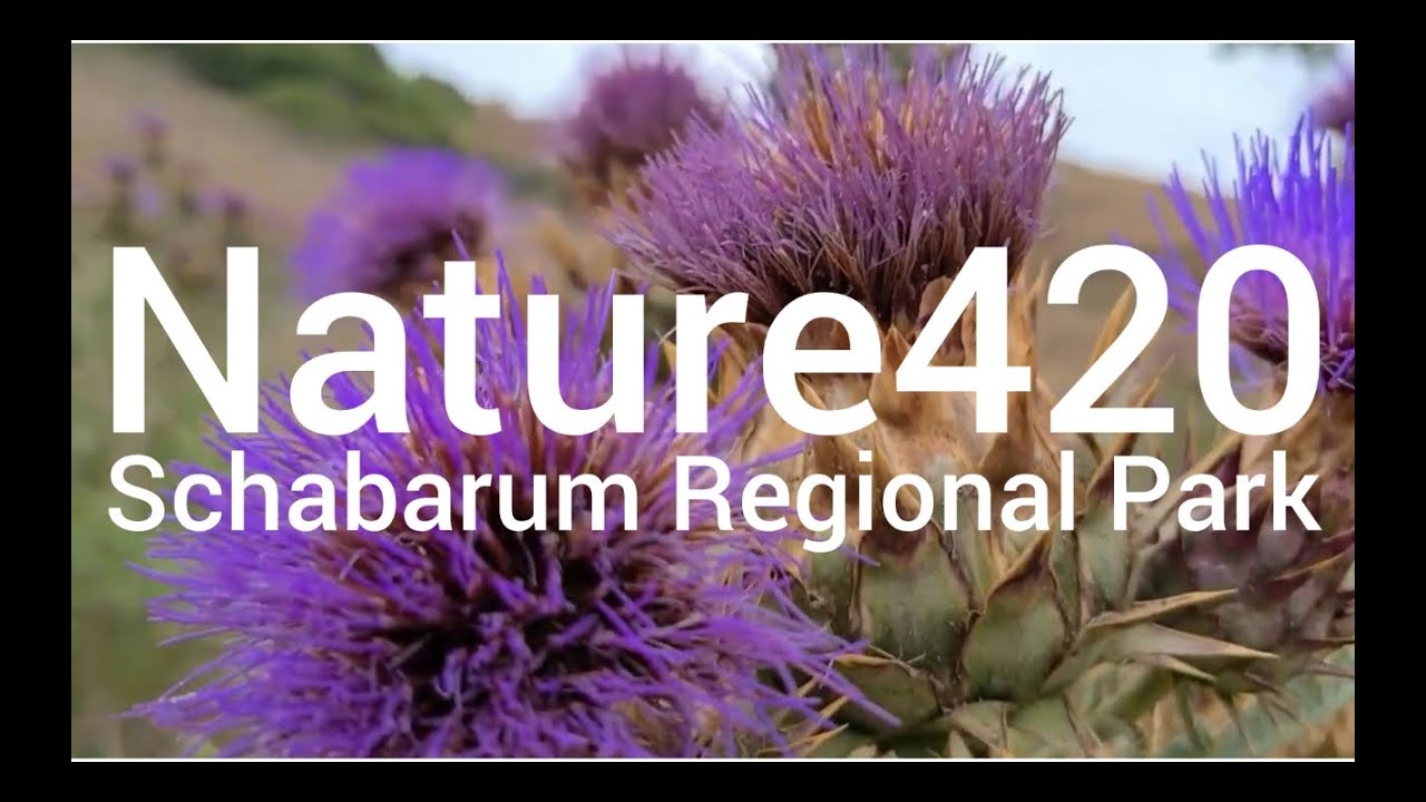 Nature420 - Schabarum Regional Park, Rowland Heights, California