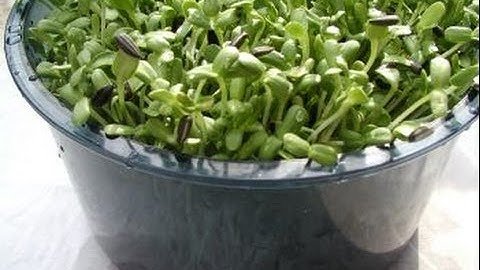Sunflower Sprouts in the Freshlife 3000 Automatic Sprouter