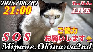 みぱね[猫活の実]の配信のサムネイル画像