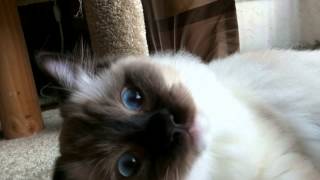 Forrest Slow-Mo Yawn