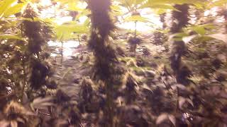 Legal Cannabis grow day 51 flower