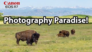 Rocky Mountain Arsenal National Wildlife Refuge Canon R7 RF 100-500 Telephoto Lens