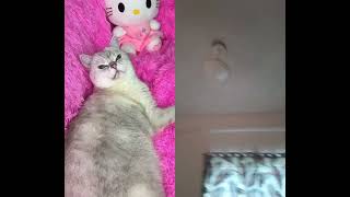 Cats are the innocent animal #tengramach #sonya #funny #cat