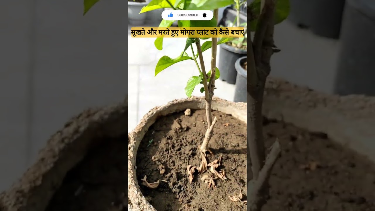 Mogra Plant Care | सूखते हुए मोगरा प्लांट को कैसे बचाएं 