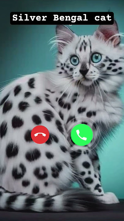 Silver Bengal cat is calling 🤩😍 #ringtone #call #cutecat😺😺