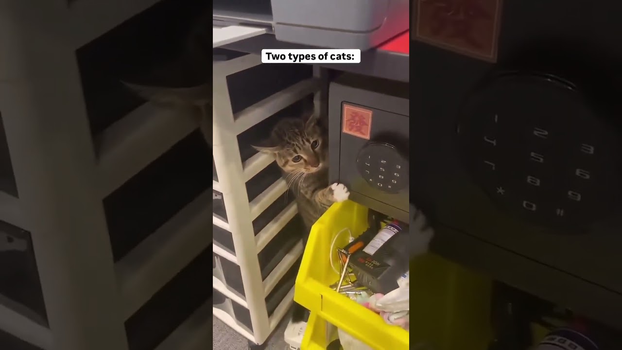 Dog Patiently Waiting for Its Turn – So Polite!  