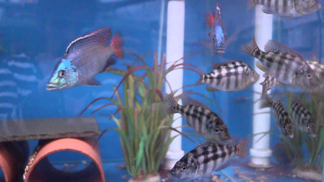 Placidochromis johnstoni breeding group @ www.tonysafricancichlids.co.uk