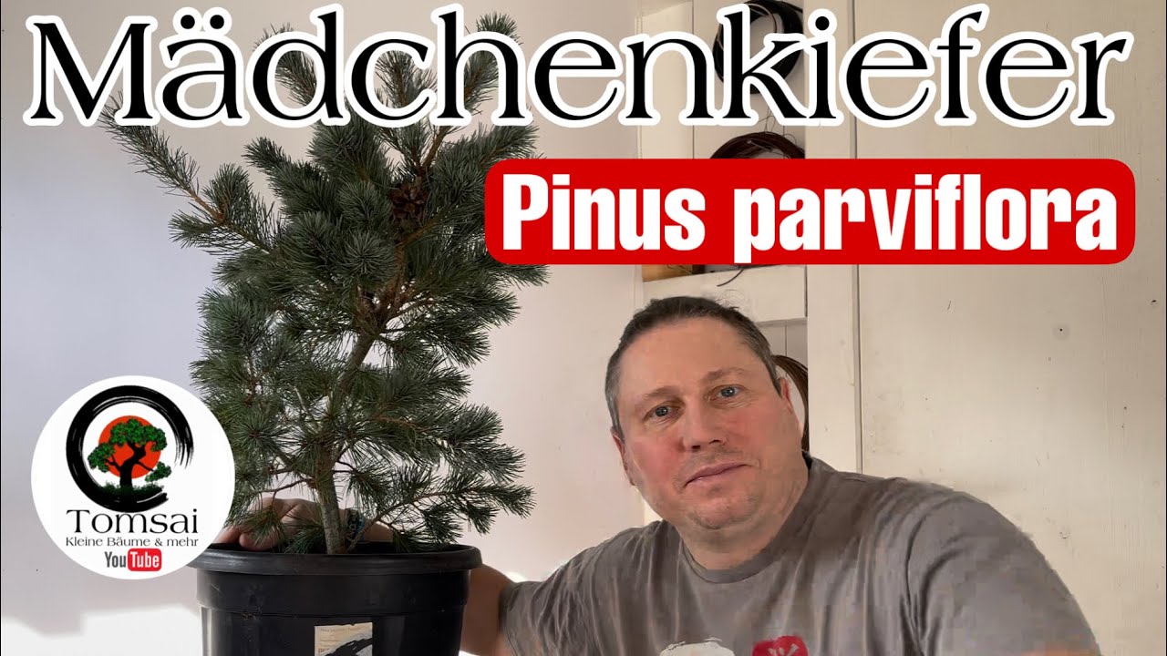 Mädchenkiefer, Pinus parviflora Bonsai Umtopfen Bonsai 9/23