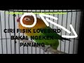 Jenis Burung Lovebird Yg Ngekek Panjang