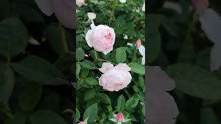 St Cecilia, English Shrub Rose By David Austin, 1987