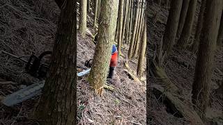 Professional Tree Felling on Steep Terrain – Manual Chainsaw Logging Skills