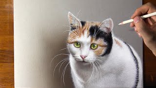 Calico Cat Drawing