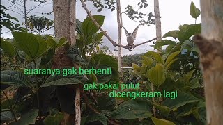 pikat kutilang paling bagus dan jitu tanpa pulut, yang liar kena cengkraman