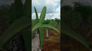 Tipos De Tutores En El Cultivo De Pitahaya