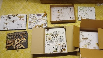 MY HUGE INSECT COLLECTION PART 10 (last part)