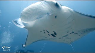 Best of Maldives on Emperor Explorer Jan 2020