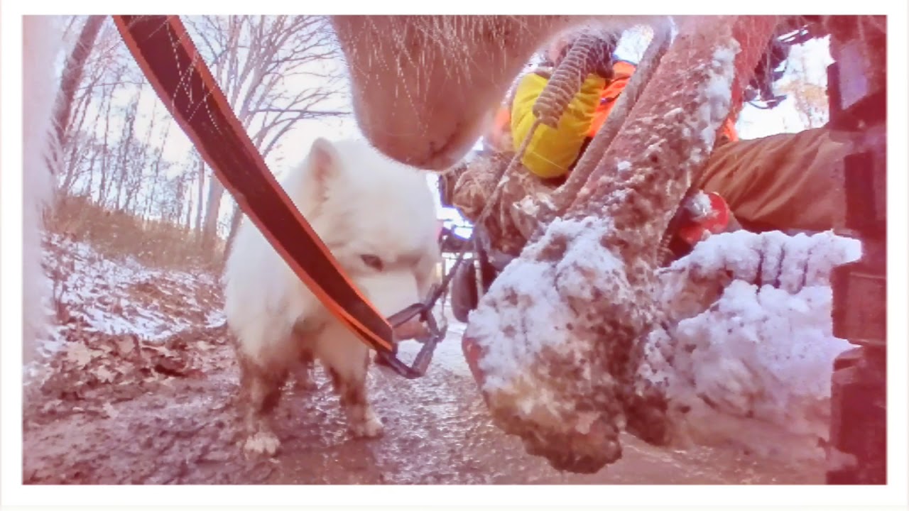 Chase Films Green Ridge State Forest, MD 1.08.2020