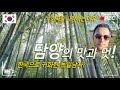 한국여행 1부ㅣ전라남도 담양 빈도림꿀초 죽녹원 소쇄원  KOREA  Damyang