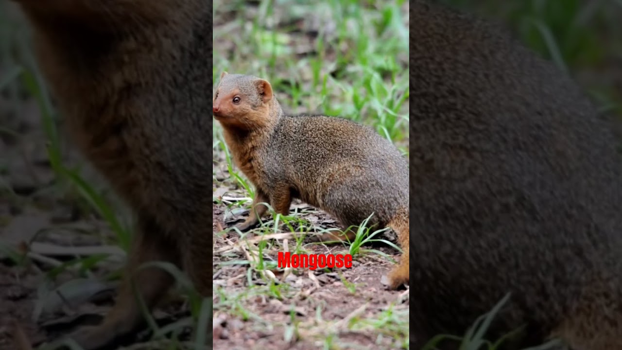 mongoose sound 