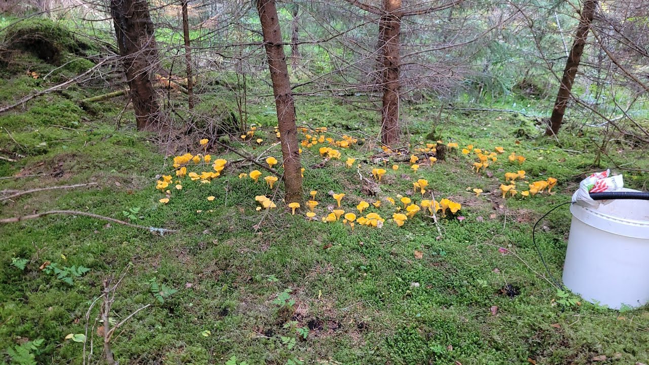 พลาดไม่ได้เลยเห็ดมันปูป่านี้มัวแต่เก็บเห็ดเงยหน้าขึ้นเจอคนอยู่ข้างหน้า🫨