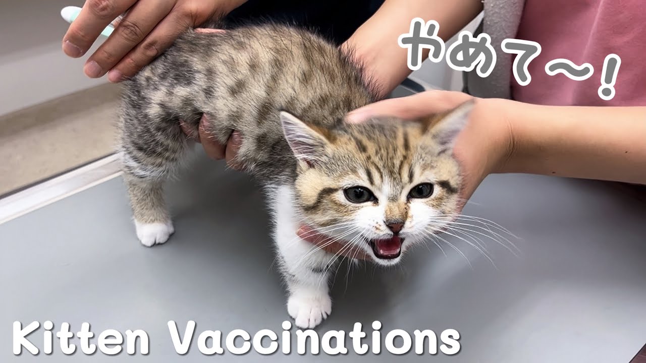 Первая прививка для трёх сестёр-котят 💉 Они все сделали как могли ✨️ Вакцинация котят