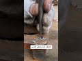 بعض الناس عده حقد شيخ صلاح الطفيلي