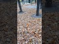 Осень листья шуршат под ногами