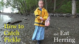 How To Catch, Pickle, and Eat Herring!