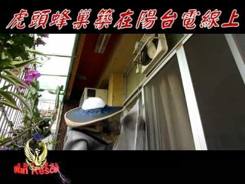 虎頭蜂巢築在陽台電線上010817