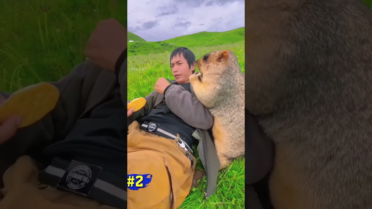 Top 3 Funniest Capybara 🤣