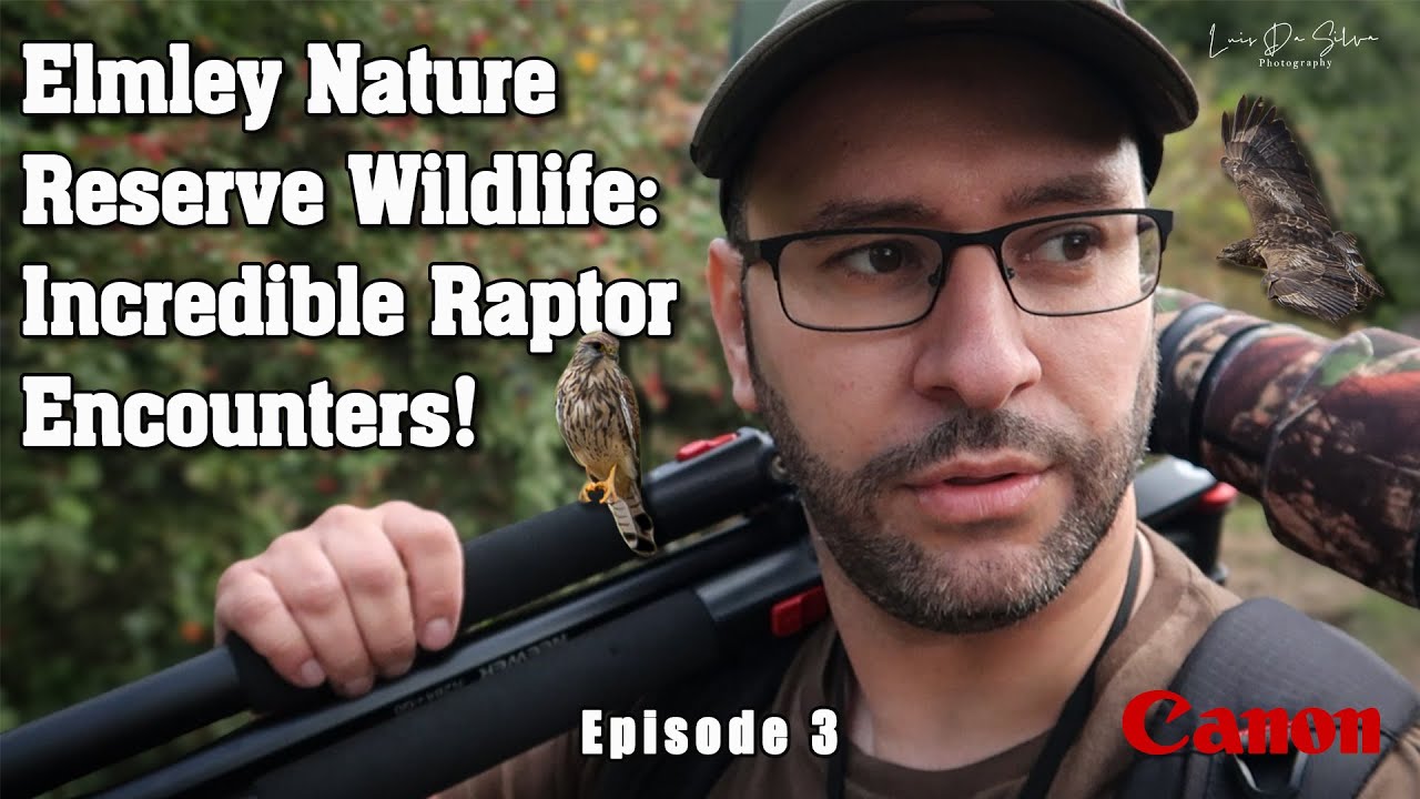 Wildlife Photography Ep 3 - Elmley Nature Reserve: Incredible Raptor Encounters - Canon R6 & Sigma