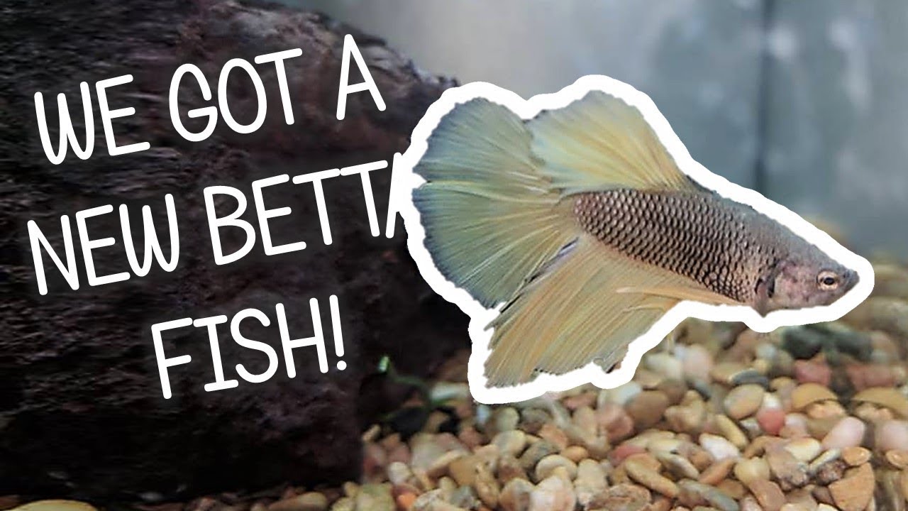 New Betta Fish Meet Our Blue Mustard Betta Fish YouTube