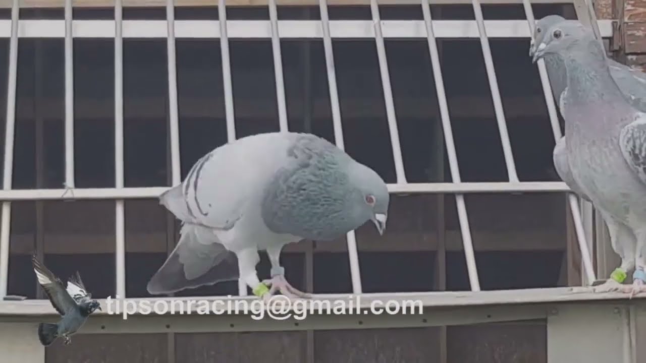 The Key to Winning Races with your racing pigeons