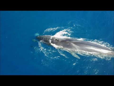 Vídeo: Dónde Nadar Con Delfines, Ballenas Y Manatíes En La Naturaleza