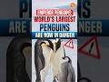 Emperor Penguins: World’s Largest Penguins Are Now in Danger