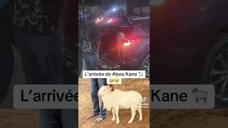 L’arrivée de abou kane , #goat #goat #ladoum #ladoum #duo #animals #senegal #afrique #sheep