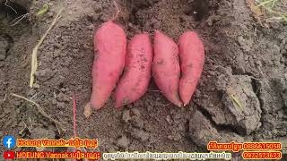 ដំឡូងជ្វាមើមល្អៗណាស់ #ទទួលទិញដំឡូងជ្វាខេត្តបាត់ដំបង